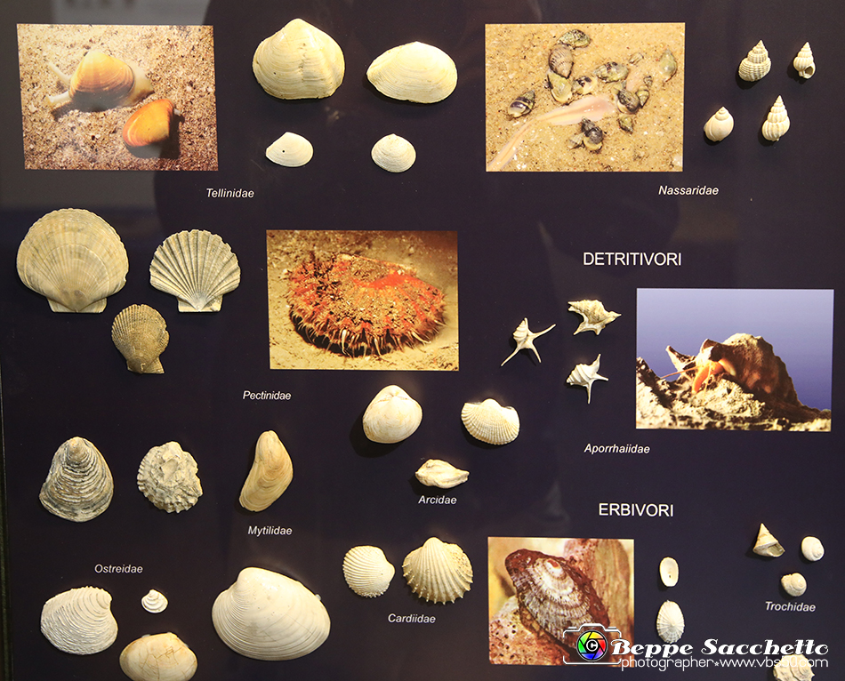 VBS_9057 - Museo Paleontologico - Asti.jpg